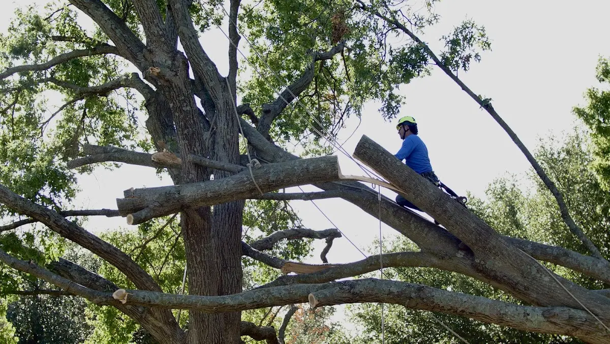 Professional Crown Thinning performed by certified arborists in Bolivar