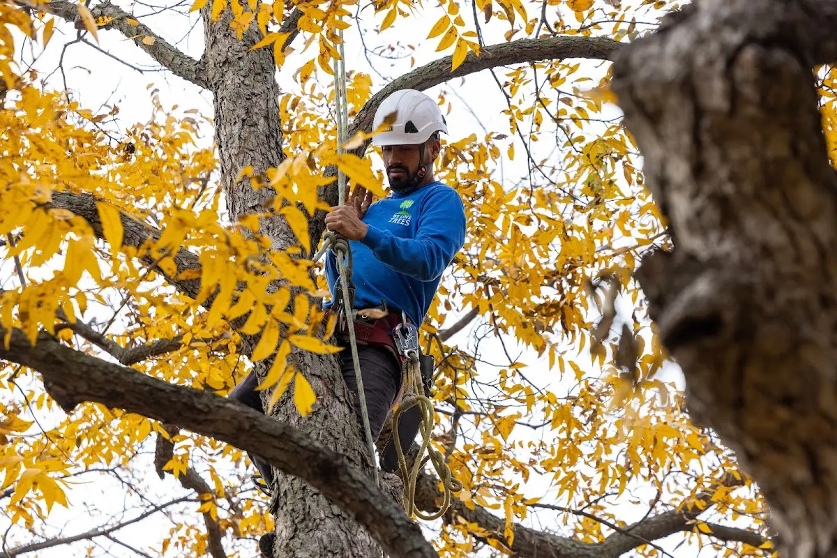 Skilled Tree Pruning crew working in Bolivar